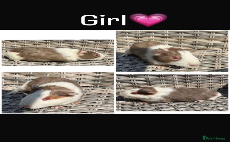 Guinea Pig rodents - Advert 15