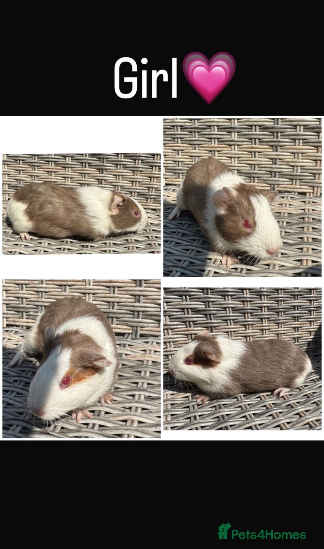 Guinea Pig rodents for sale: 5 Female, 2 male guinea pigs seeking new families - Image 2