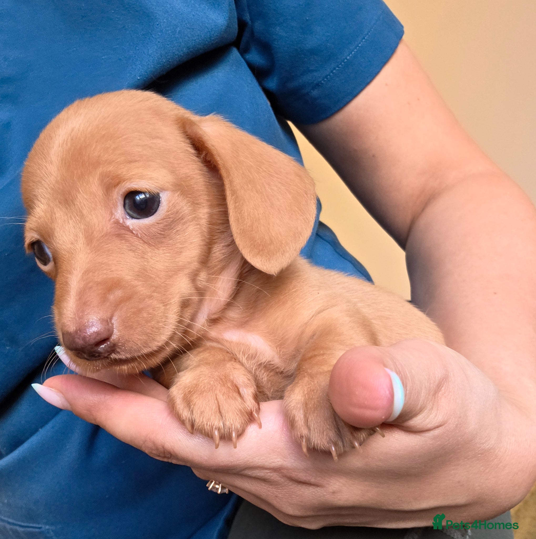 Miniature Dachshund dogs Kc Miniature Dachshunds - Advert 5