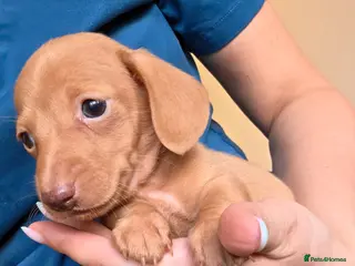 Miniature Dachshund dogs Kc Miniature Dachshunds - Advert 5
