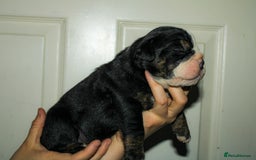 Olde English Bulldogge dogs for sale: Olde English Bulldog puppies - Image 23