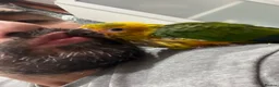 Conures birds for sale: Hand-Reared Baby Conures, Quakers & ringnecks - Advert 9