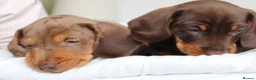 Miniature Dachshund dogs for sale: Miniature Dachshund puppies  - Advert 32