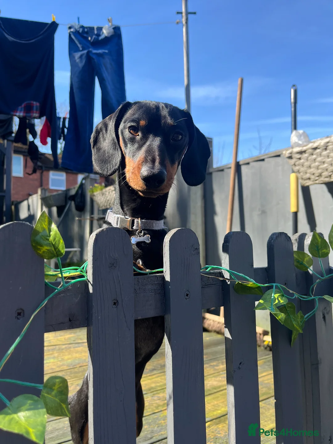 Dachshund dogs for stud: Daschund for stud in Nottingham - Advert 2