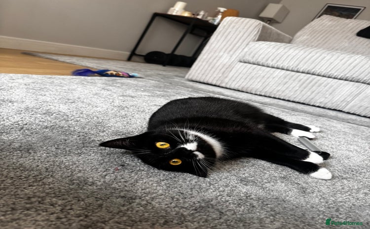 British Shorthair cats - Advert 14