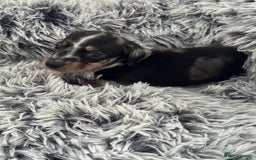 Miniature Dachshund dogs for sale: Miniature Dachshund puppies - Image 2
