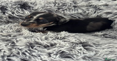 Miniature Dachshund dogs - Advert 3