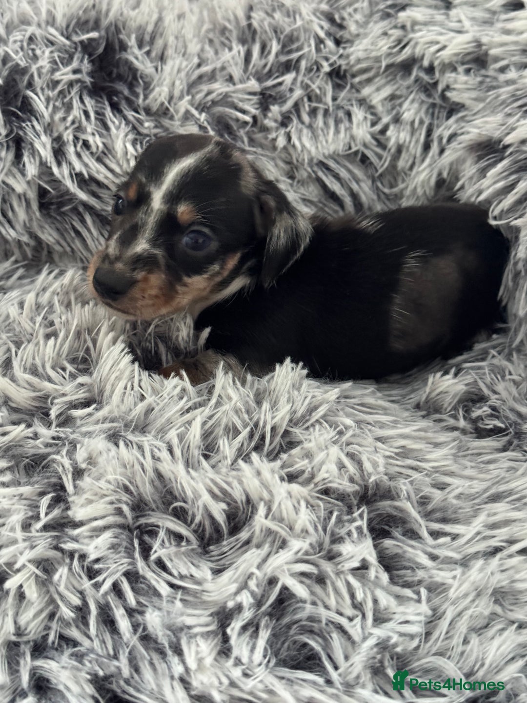 Miniature Dachshund dogs for sale: Miniature Dachshund puppies - Image 2