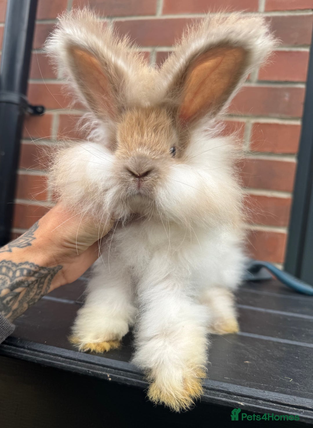 Angora rabbits for sale: Imported Angora Babies  - Image 1