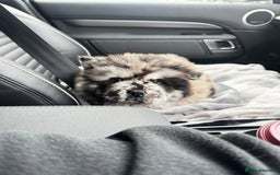 Chow Chow dogs for sale: Merle Chow Chow - Image 3