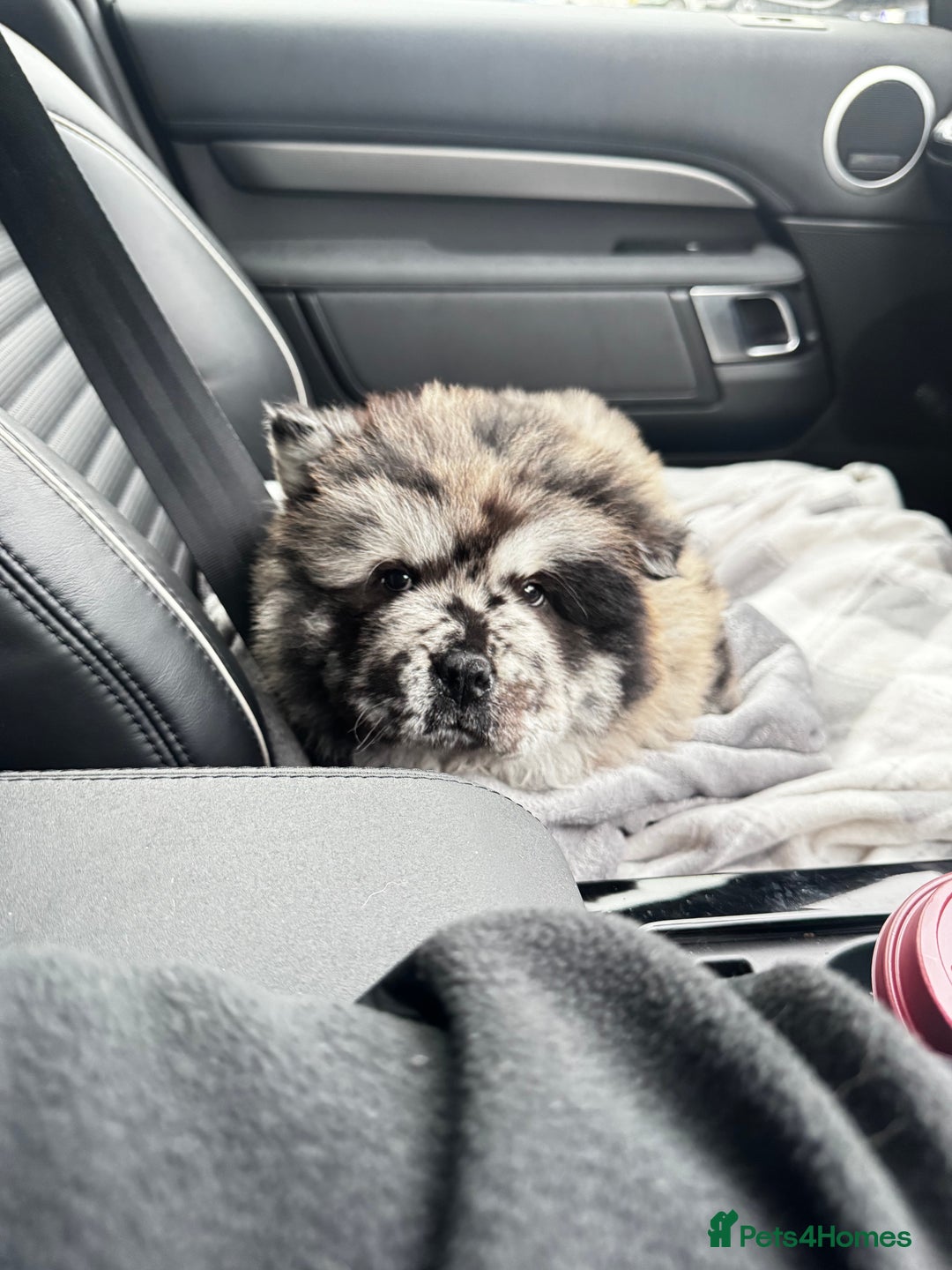 Chow Chow dogs for sale: Merle Chow Chow - Image 3