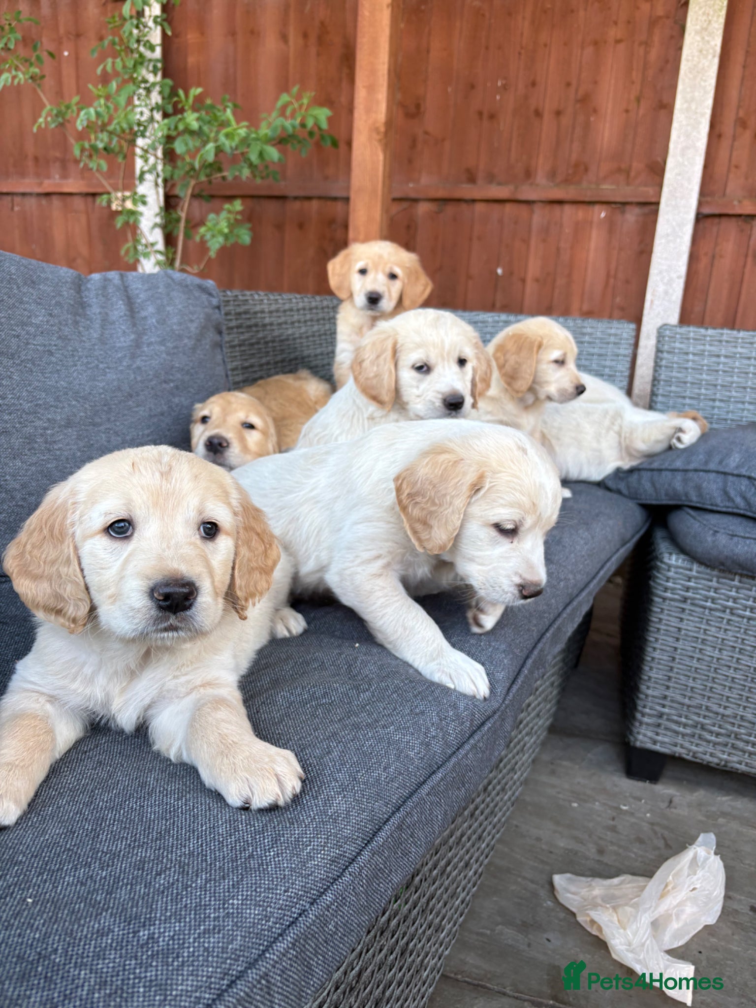 Golden Retriever dogs Beautiful Golden Retriever Puppies for Sale - Advert 11