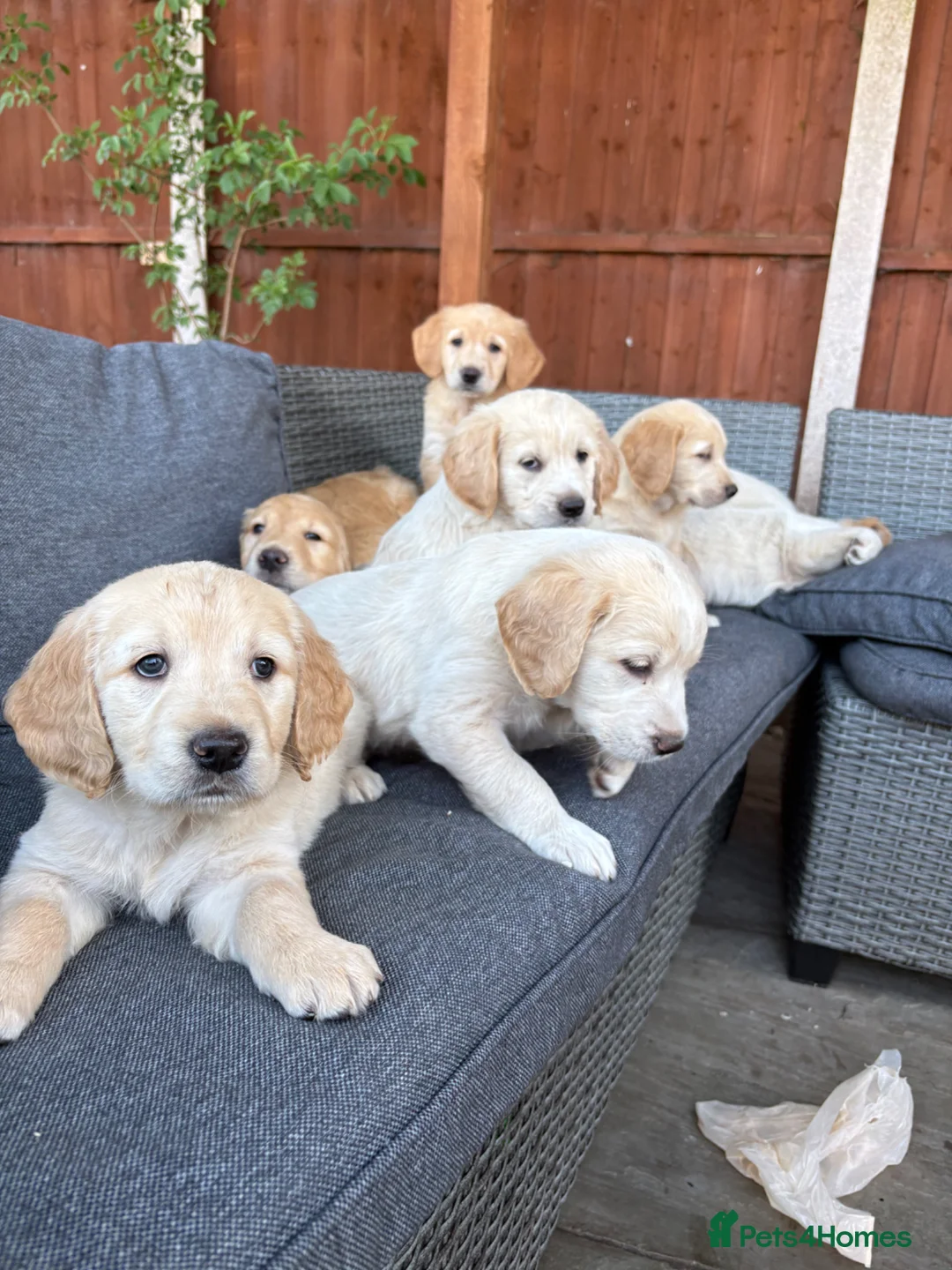 Golden Retriever dogs for sale: Beautiful Golden Retriever Puppies for Sale in Stafford - Advert 1