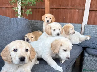 Golden Retriever dogs Beautiful Golden Retriever Puppies for Sale - Advert 11