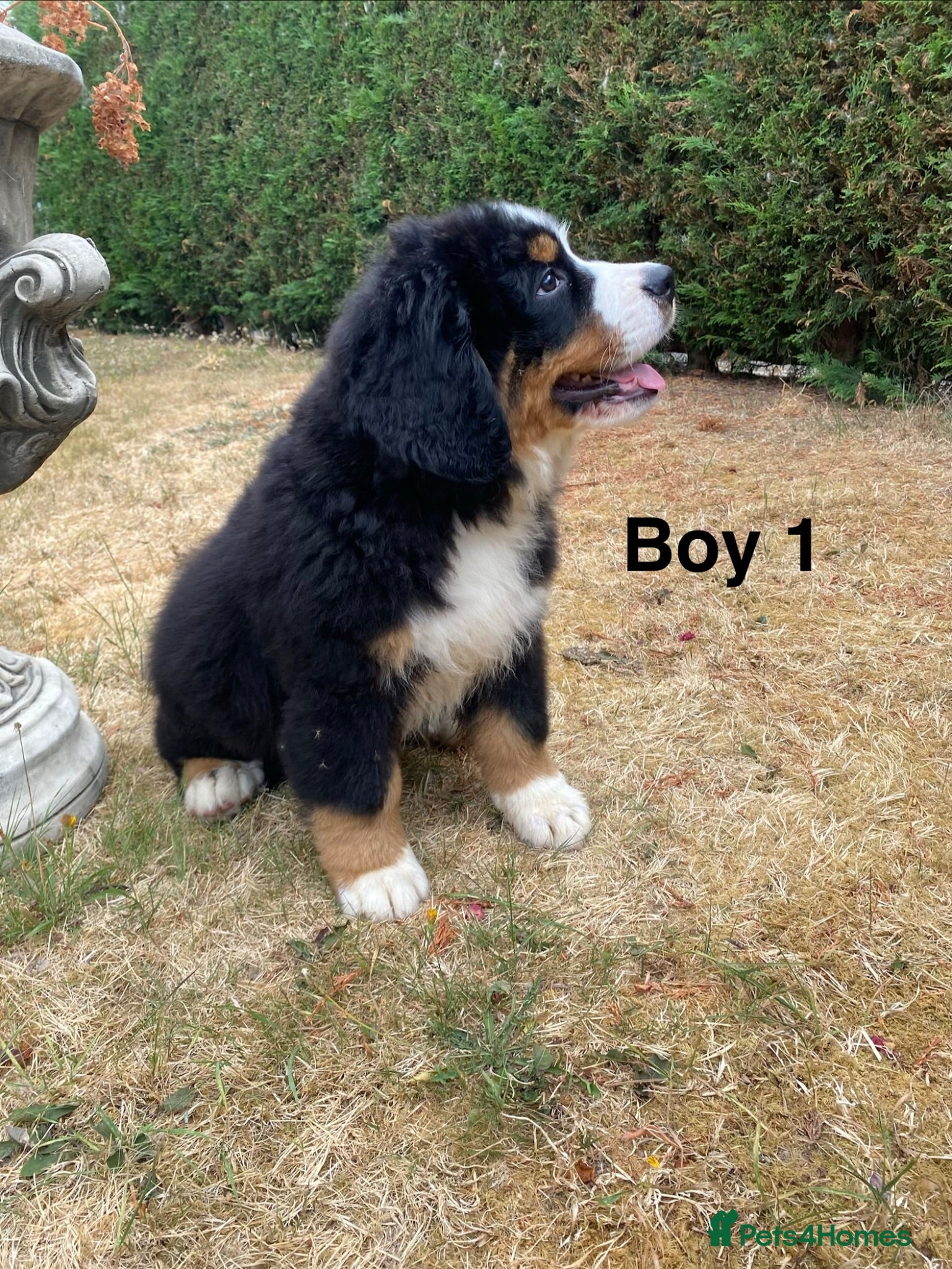 Bernese Mountain Dog dogs BEAUTIFUL BERNESE MOUNTAIN DOG PUPPIES - Advert 1