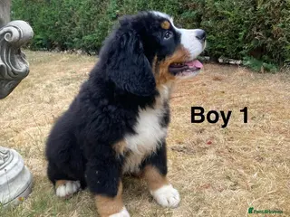 Bernese Mountain Dog dogs BEAUTIFUL BERNESE MOUNTAIN DOG PUPPIES - Advert 1
