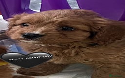 Cavapoo dogs for sale: Cavapoo puppies⭐️⭐️ health tested parents ⭐️⭐️⭐️ - Image 6