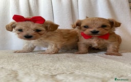 Maltipoo dogs for sale: F1 beautiful maltipoo baby’s 🩵🩷 - Image 1