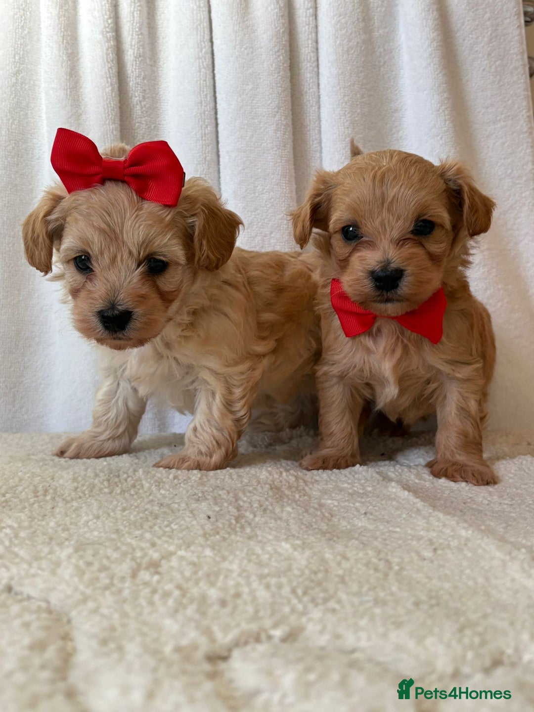 Maltipoo dogs for sale: F1 beautiful maltipoo baby’s 🩵🩷 - Image 1