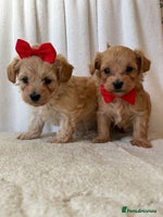 Maltipoo dogs - Advert 2