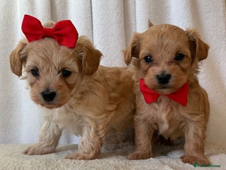 Maltipoo dogs - Advert 3