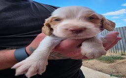 Cocker Spaniel dogs for sale: Cocker Spaniel puppies for sale - Image 5