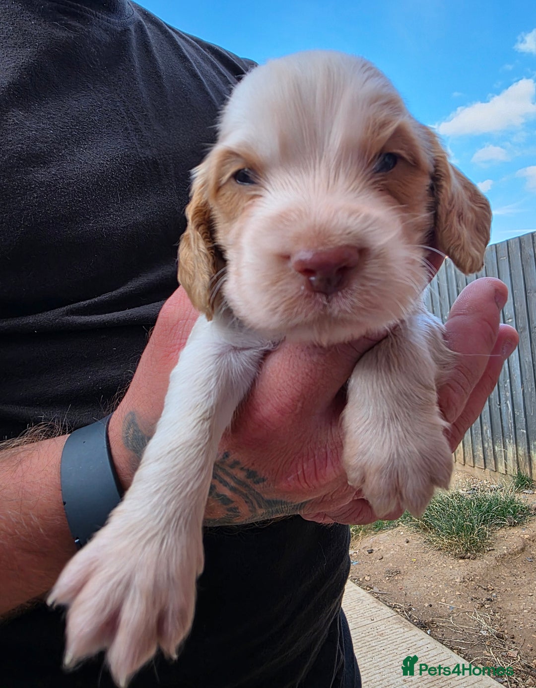 Cocker Spaniel dogs for sale: Cocker Spaniel puppies for sale - Image 5