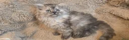 Persian cats for sale: Adorable pure Persian babies ready now  - Advert 1