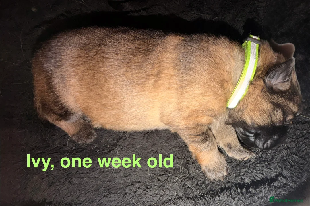 German Shepherd dogs for sale: 🐶🐶German Shepherd Puppies🐶🐶 - Advert 9