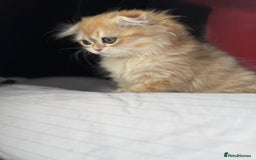 Scottish Fold cats for sale: Scottish Fold Kittens Variety of Colours - Image 30