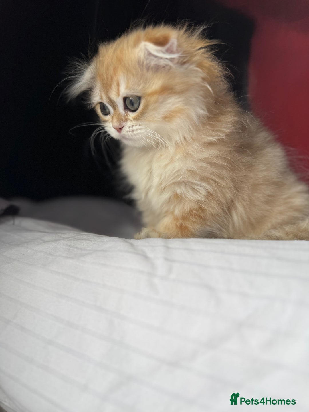 Scottish Fold cats for sale: Scottish Fold Kittens Variety of Colours - Image 30