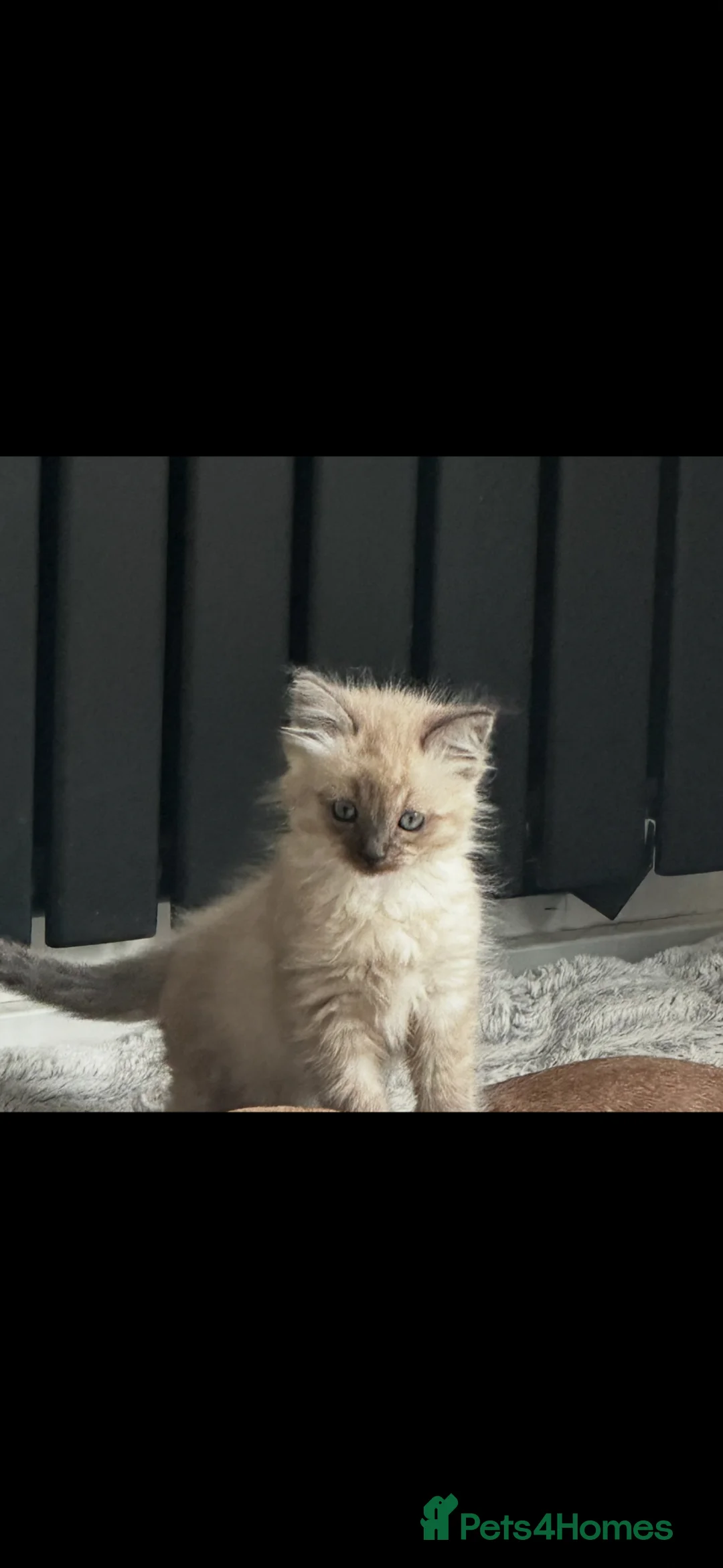 Ragdoll cats for sale: Boy Ragdoll kitten  - Advert 2