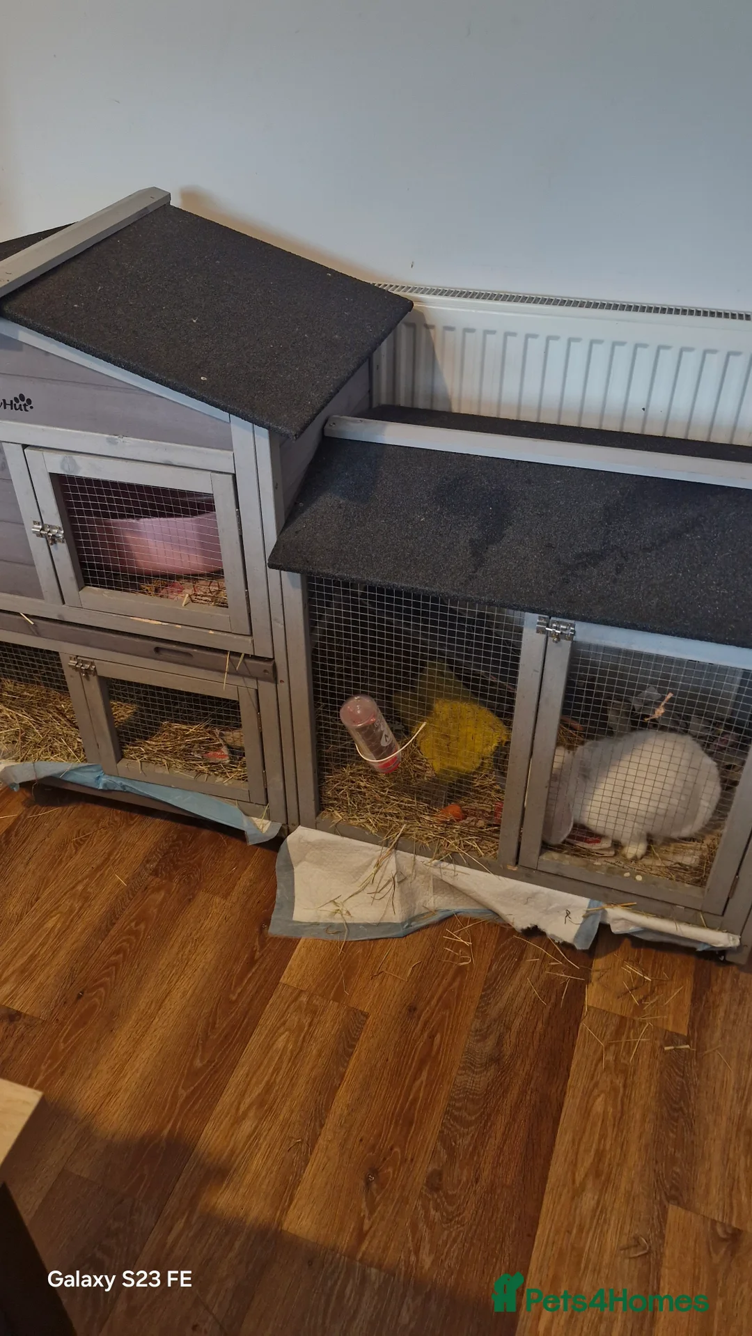 Dwarf Lop rabbits for sale: Free to good home  in Bristol - Advert 1