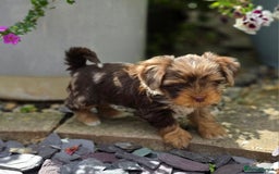 Yorkshire Terrier dogs for sale: Chocolate Yorkies  - Image 18