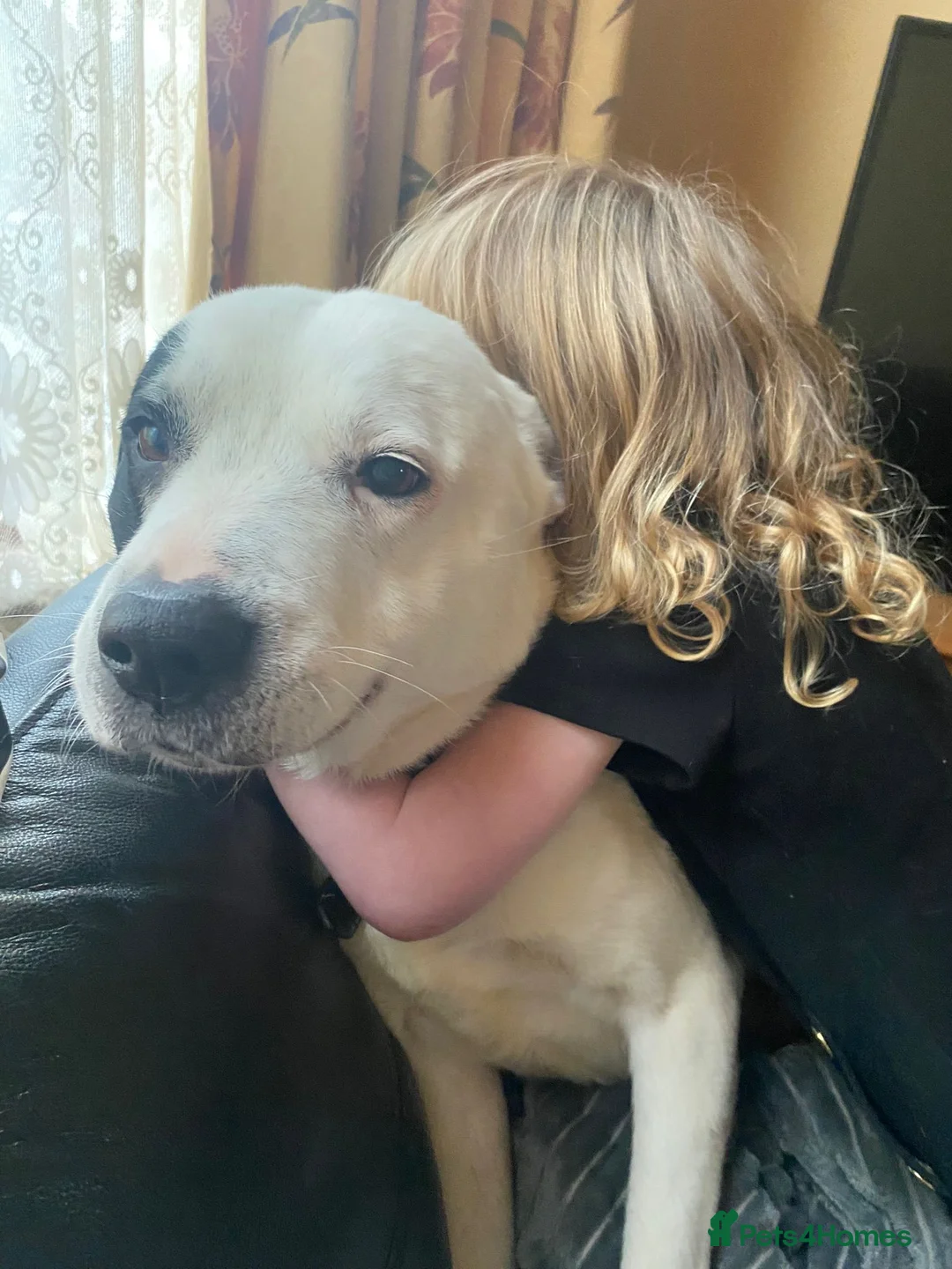 Mixed Breed dogs for adoption: Holistic retirement home needed for elderly dog - Advert 3