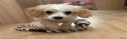Cavapoo dogs for sale: F1b Cavapoo puppies! - Advert 17