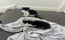 Mixed Breed cats for sale: Gorgeous Kittens for Sale - Image 6