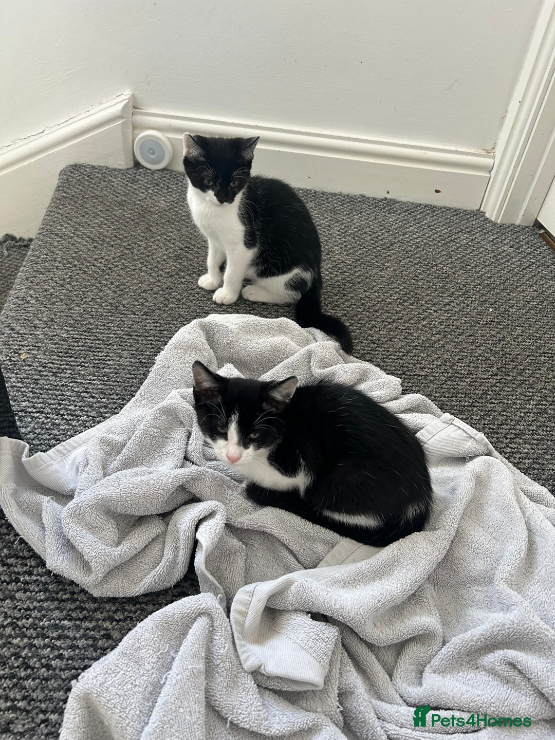 Mixed Breed cats for sale: Gorgeous Kittens for Sale - Image 6