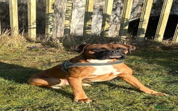 Boxer dogs for sale: Health Tested COI 1.5% KC Registered - Image 7