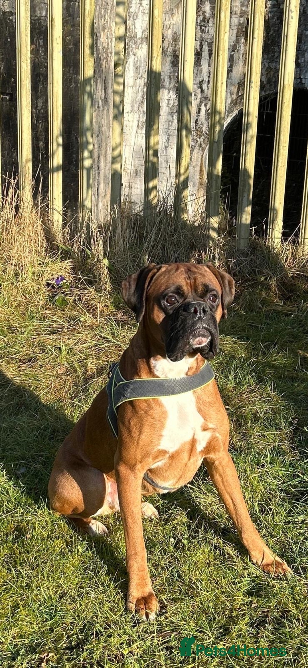 Boxer dogs for sale: Health Tested COI 1.5% KC Registered - Image 7