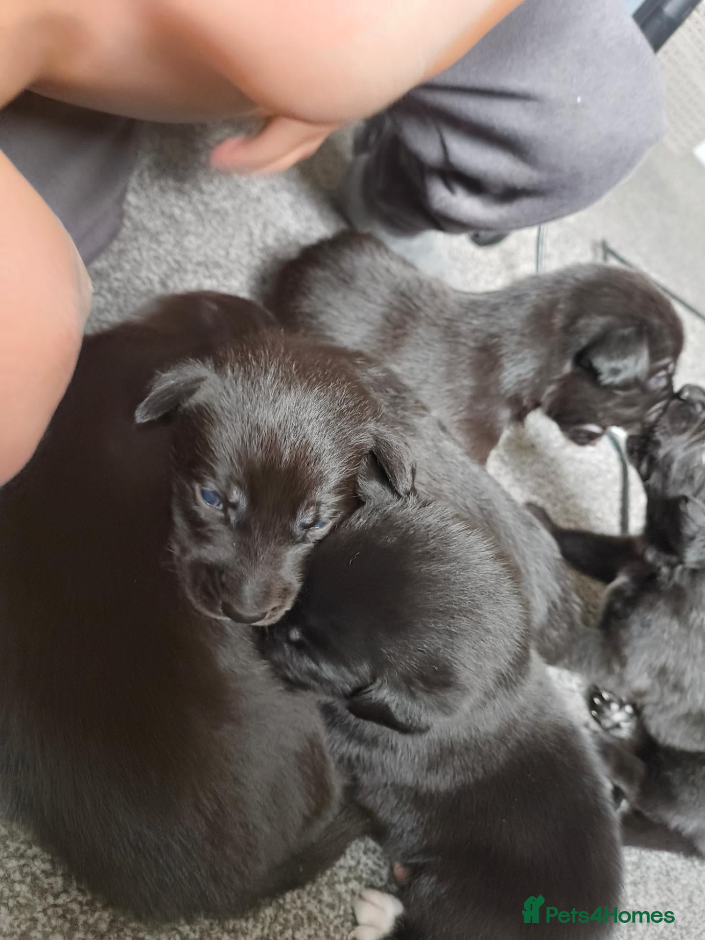 Mixed Breed dogs Gorgeous puppies looking for forever homes  - Advert 16