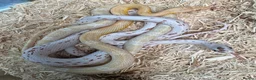 Snake reptiles for sale: Mixed Snakes - Advert 13