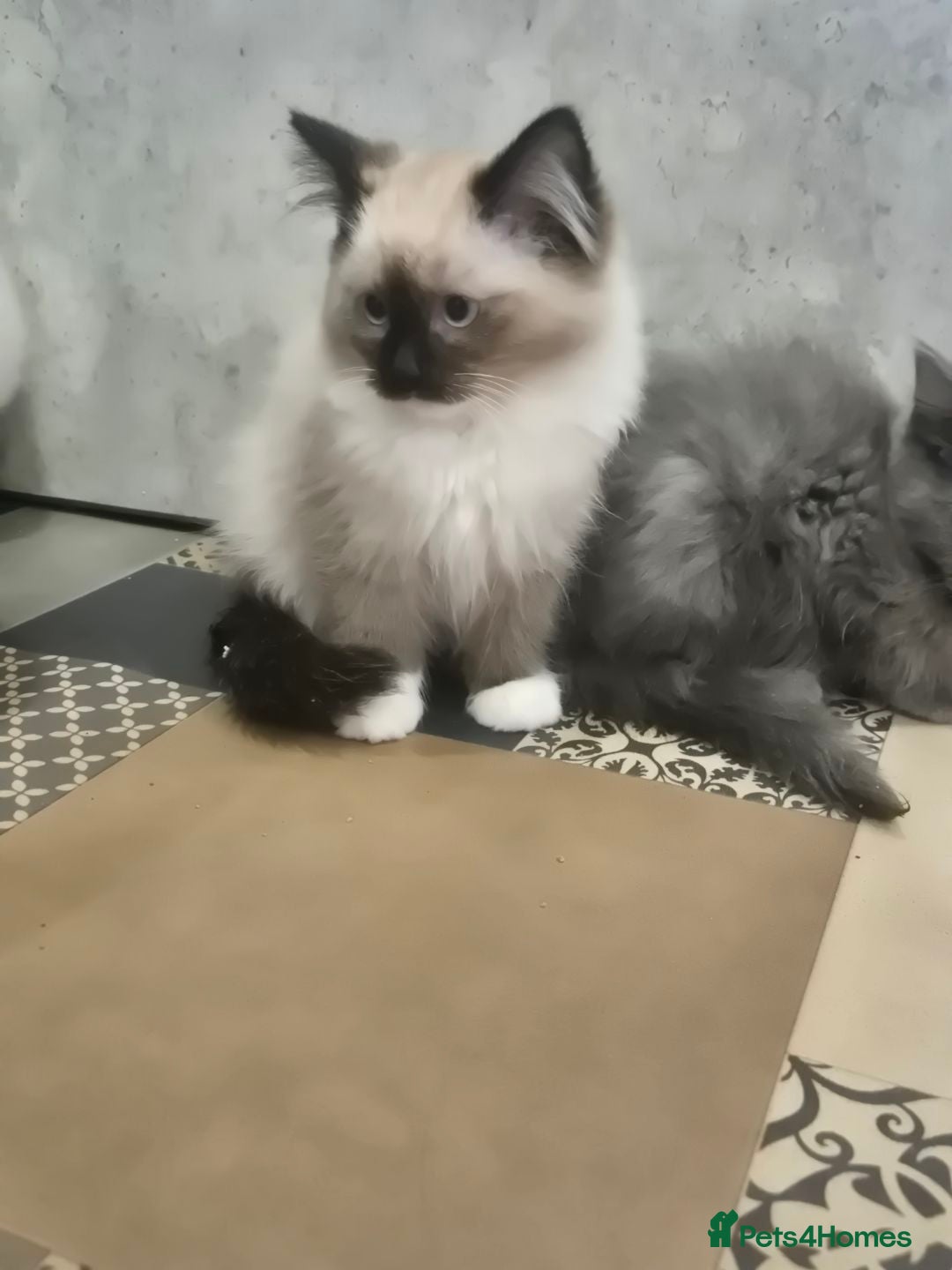 Ragdoll cats for sale: 4 ragdolls ready to leave now  - Image 7