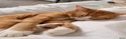 Mixed Breed cats for sale: Oaklyn and milo  - Advert 1