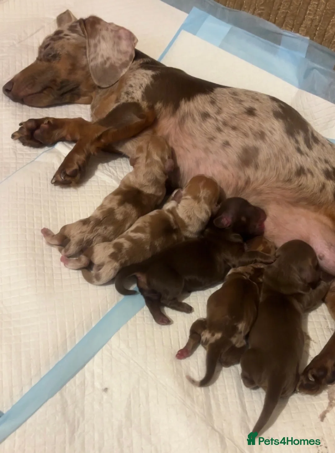 Dachshund dogs for sale: 3 smooth haired 1 long haired for sale!  - Advert 2