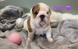 English Bulldog dogs for sale: Beautiful KC female puppy available  - Image 6
