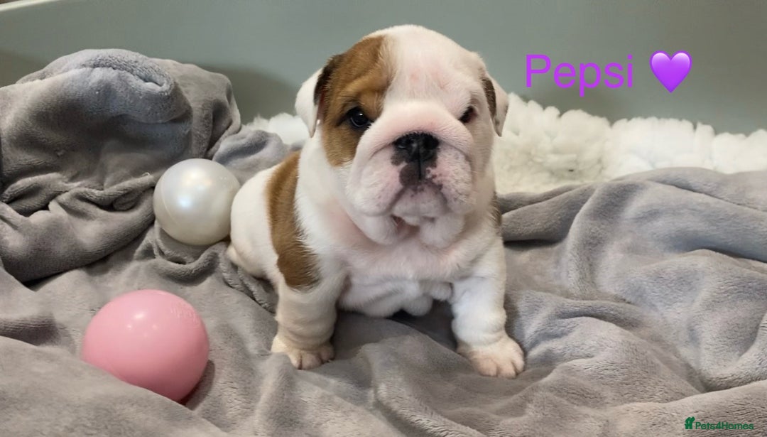 English Bulldog dogs for sale: Beautiful KC female puppy available  - Image 6