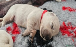 Golden Retriever dogs for sale: Golden Retriever Puppies - you will Fall in love  - Image 32