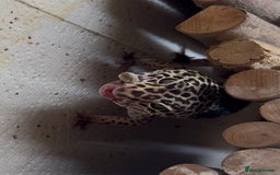 Leopard Gecko reptiles for sale: Leopard gecko - Image 3