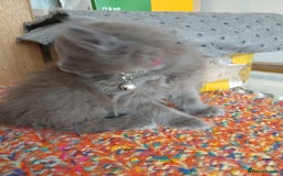 Mixed Breed cats for sale: 3 [remaining] girl kittens looking for new homes - Image 15